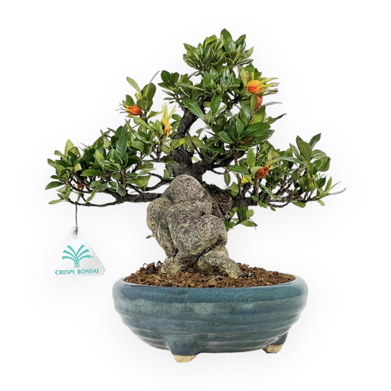 Gardenia - 27 cm
