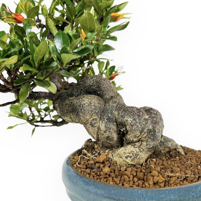Gardenia - 27 cm