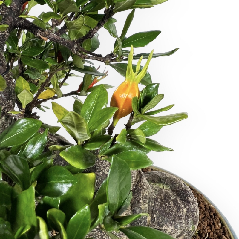 Gardenia - 27 cm