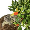 Gardenia - 27 cm