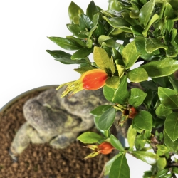 Gardenia - 27 cm
