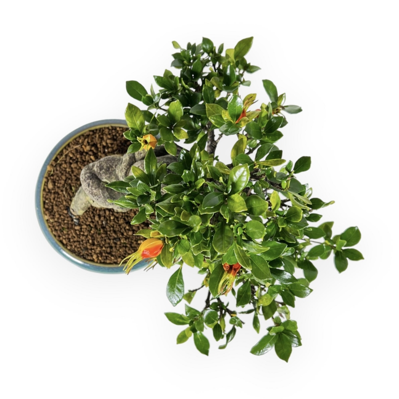 Gardenia - 27 cm