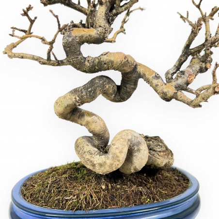 Ligustrum - Troène - 24 cm