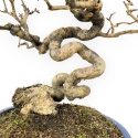 Ligustrum - Ligustro - 24 cm