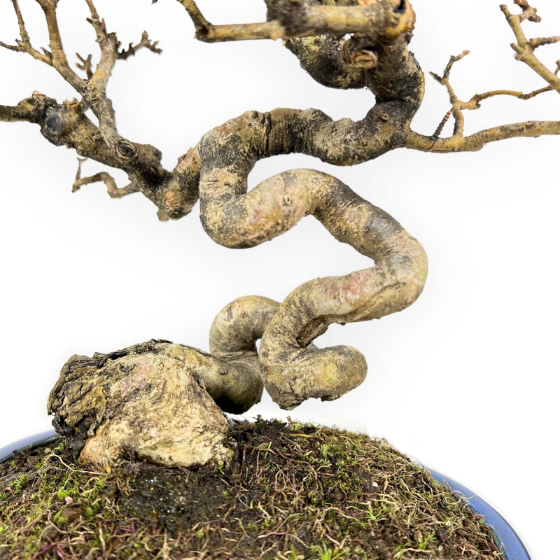 Ligustrum - Ligustro - 24 cm
