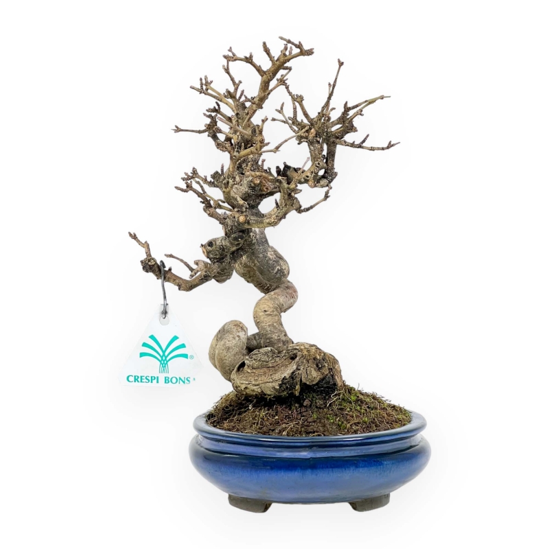 Ligustrum - Ligustro - 24 cm