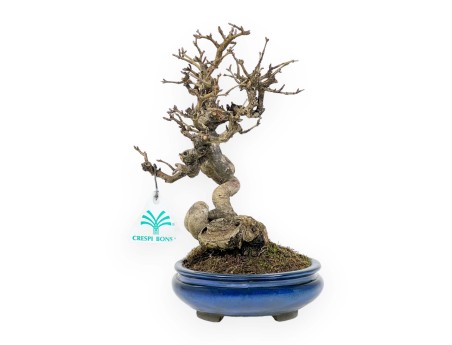 Ligustrum - Ligustro - 24 cm