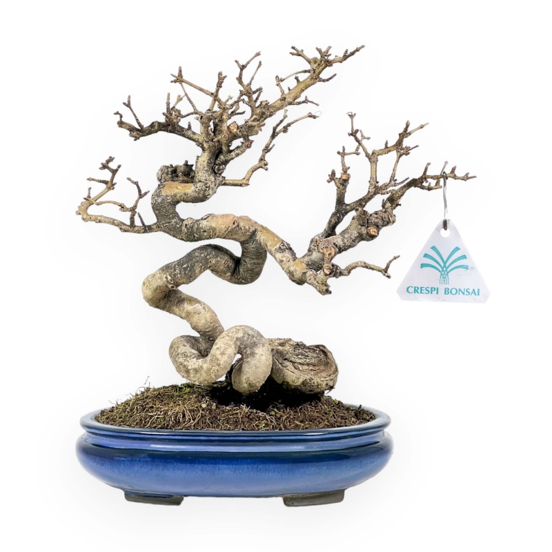 Ligustrum - Ligustro - 24 cm