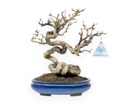 Ligustrum - Troène - 24 cm