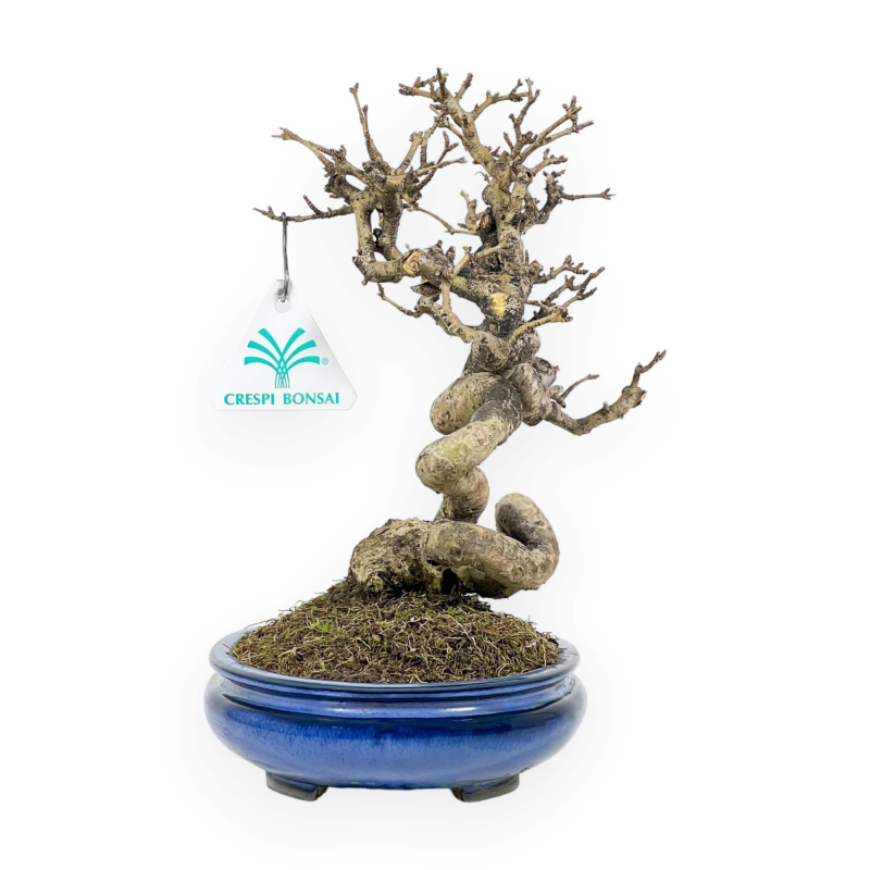 Ligustrum - Ligustro - 24 cm