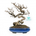 Ligustrum - Ligustro - 24 cm