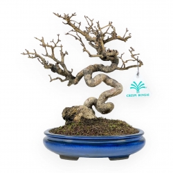 Ligustrum - Ligustro - 24 cm
