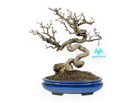 Ligustrum - Troène - 24 cm
