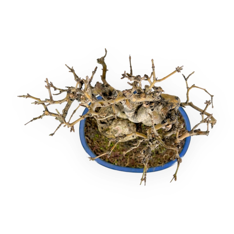 Ligustrum - Troène - 24 cm