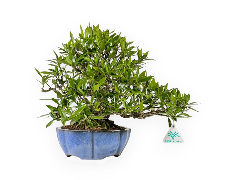 Gardenia Jasminoides - 33 cm