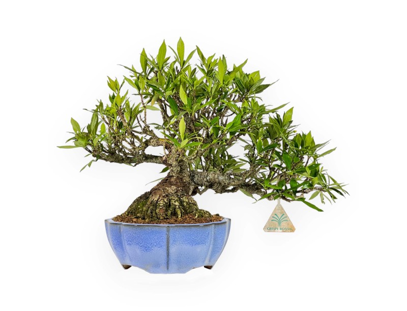 Gardenia Jasminoides - 33 cm