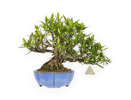 Gardenia Jasminoides - 33 cm