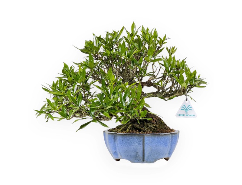 Gardenia Jasminoides - 33 cm