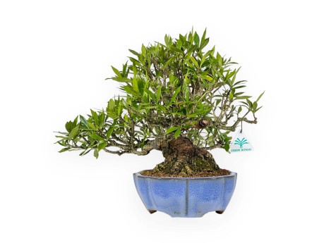 Gardenia Jasminoides - 33 cm