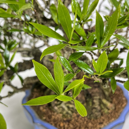 Gardenia Jasminoides - 33 cm