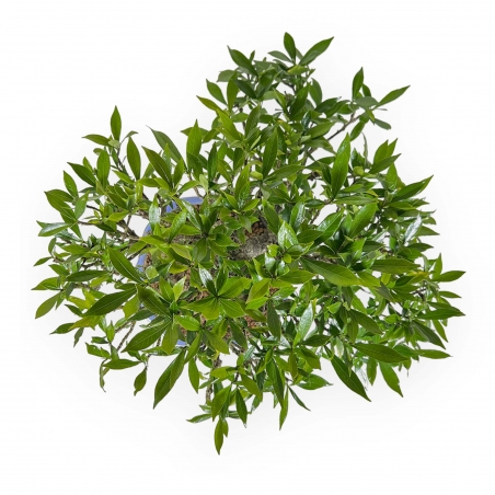 Gardenia Jasminoides - 33 cm