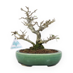 Ligustrum Obtusifolium - Ligustro - 20 cm