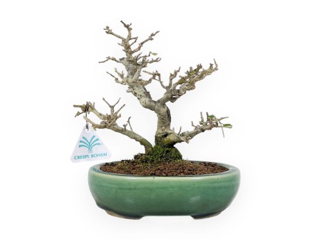 Ligustrum Obtusifolium - Troène - 20 cm