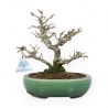 Ligustrum Obtusifolium - Ligustro - 20 cm