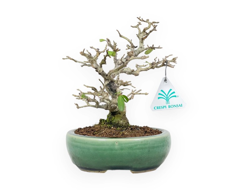 Ligustrum Obtusifolium - Ligustro - 20 cm