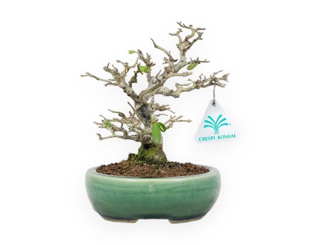 Ligustrum Obtusifolium - Troène - 20 cm