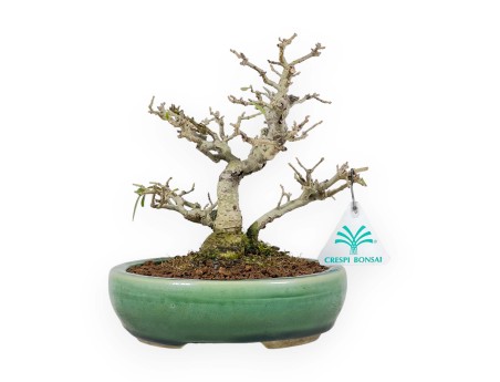 Ligustrum Obtusifolium - Troène - 20 cm