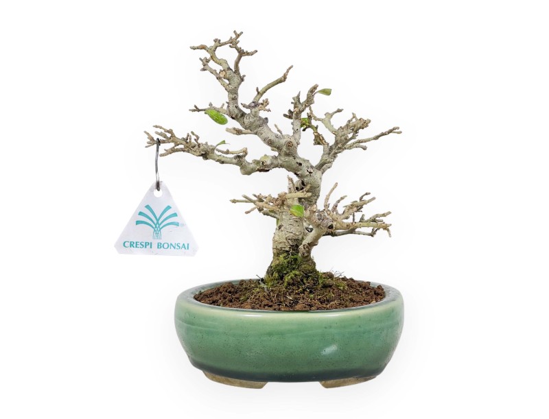 Ligustrum Obtusifolium - Ligustro - 20 cm