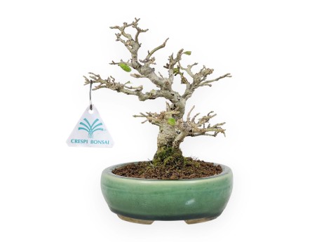 Ligustrum Obtusifolium - Privet - 20 cm