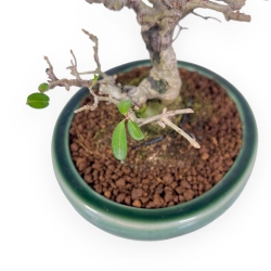 Ligustrum Obtusifolium - Ligustro - 20 cm