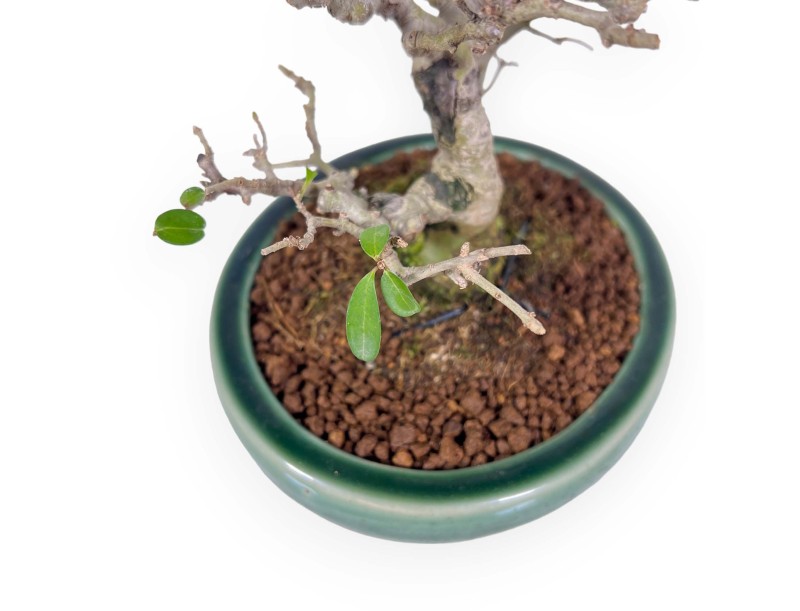 Ligustrum Obtusifolium - Ligustro - 20 cm