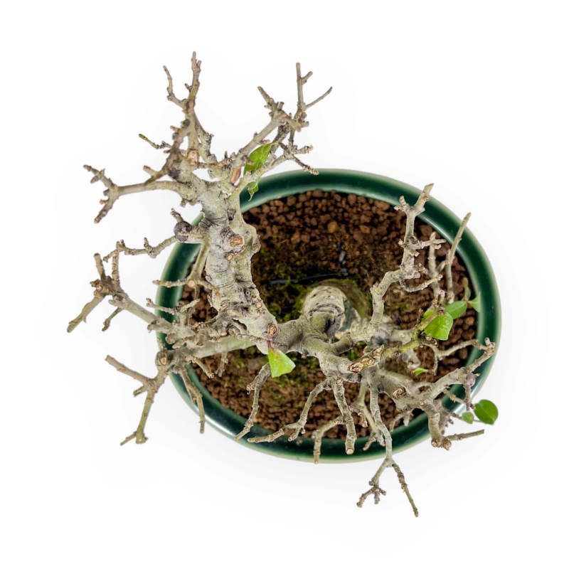 Ligustrum Obtusifolium - Ligustro - 20 cm