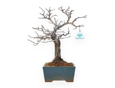 Diospyros Kaki - Kaki - 33 cm