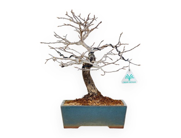 Diospyros Kaki - Plaqueminier - 33 cm 2