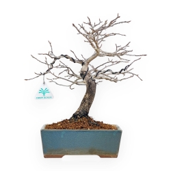 Diospyros Kaki - Kaki - 33 cm