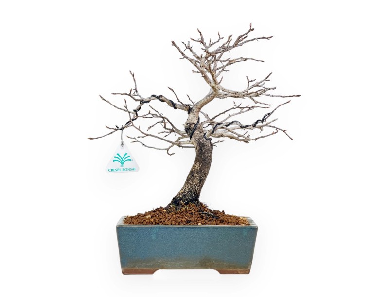 Diospyros Kaki - Plaqueminier - 33 cm