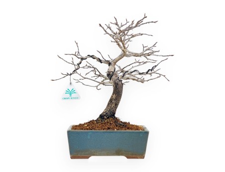 Diospyros Kaki - Kaki - 33 cm