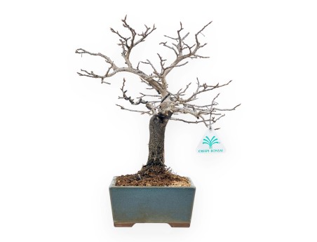 Diospyros Kaki - Plaqueminier - 33 cm