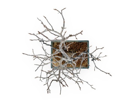 Diospyros Kaki - Kaki - 33 cm