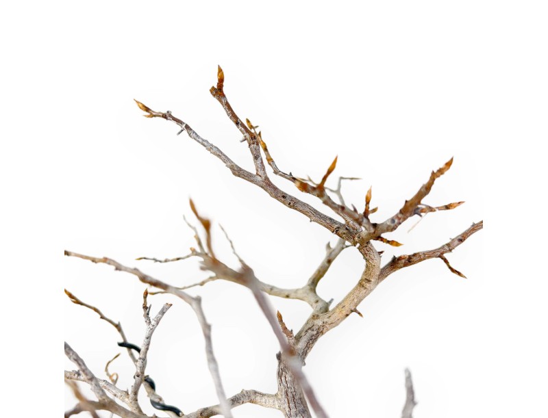 Diospyros Kaki - Plaqueminier - 33 cm