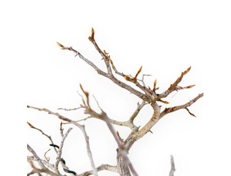 Diospyros Kaki - Kaki - 33 cm