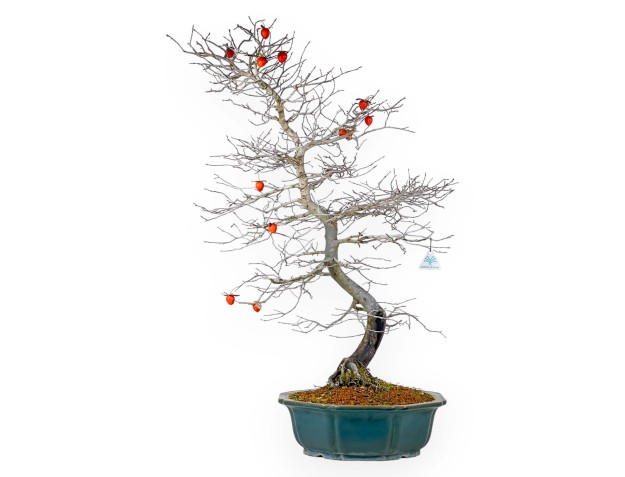 Diospyros Kaki - Plaqueminier - 89 cm 2