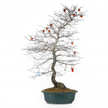 Diospyros Kaki - Plaqueminier - 89 cm