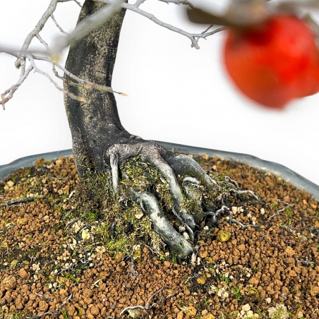 Diospyros Kaki - Plaqueminier - 89 cm