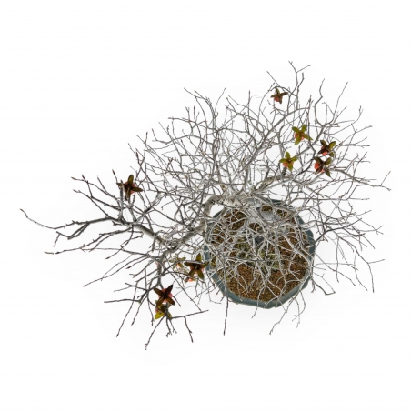 Diospyros Kaki - Plaqueminier - 89 cm