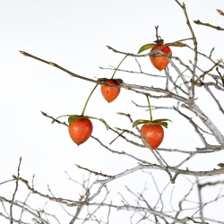 Diospyros Kaki - Plaqueminier - 89 cm